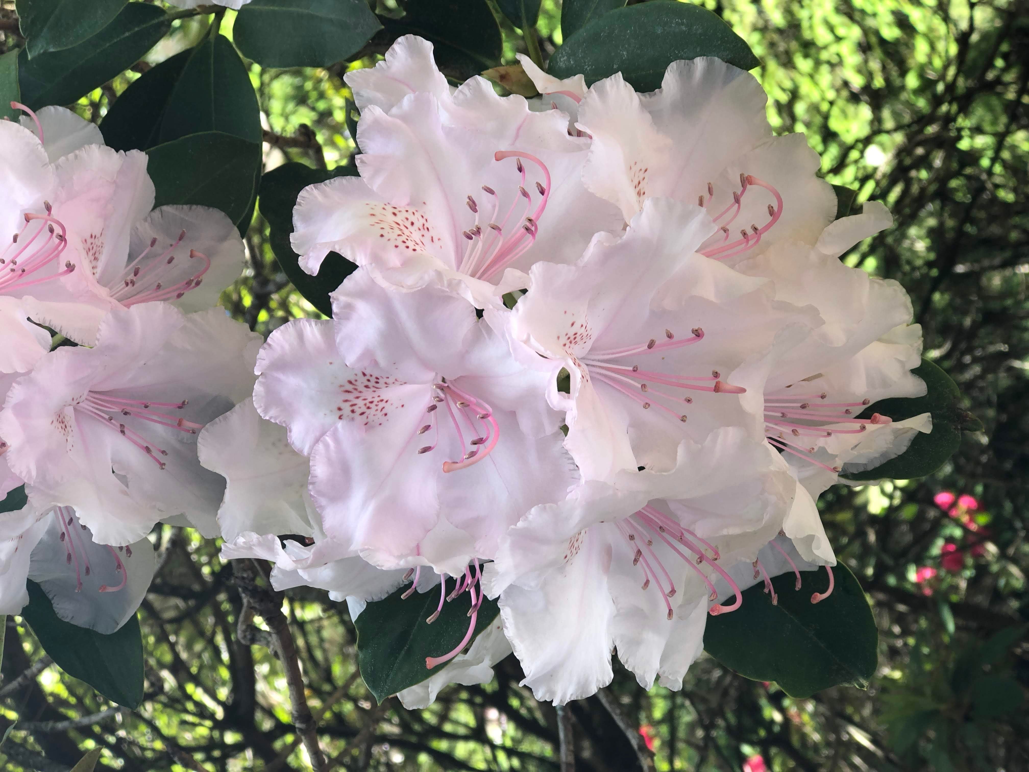 Mount Tomah Botanical Gardens Image -5be75188ef416